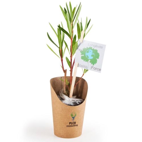 LAURIER PETIT ARBRE EN POT KRAFT