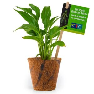 SPATHIPHYLLUM EN POT FIBRES DE COCO