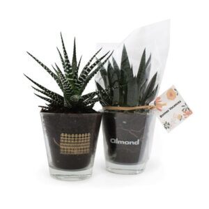 Plante vase