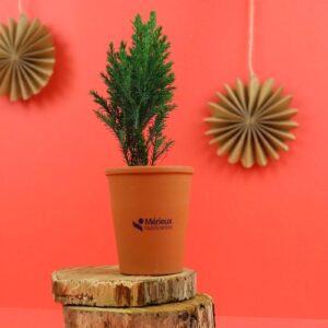 Mini Sapin pot terre cuite Ø7 cm