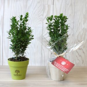 Plante pot bambou Ø10 cm