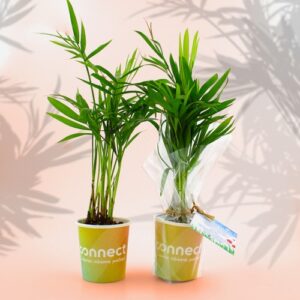 Pot carton plante quadri