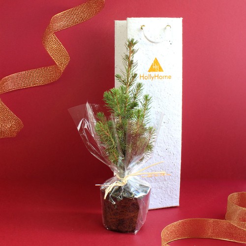Plant d'arbre dans un sac papier graines - Résineux
