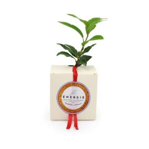 Cube Arbre Résineux
