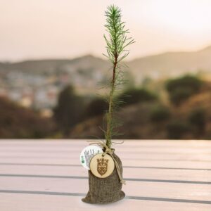 Plant d'arbre en pochon - Résineux