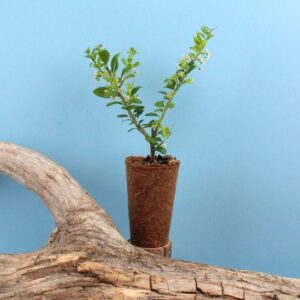 Mini plant d'arbre pot fibre de bois