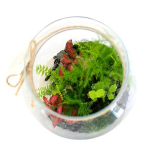 Terrarium - Modèle confort - L
