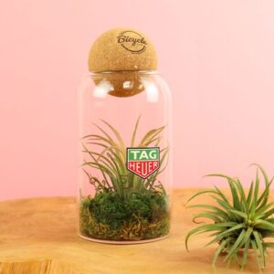 Terrarium boule liège Tillandsia