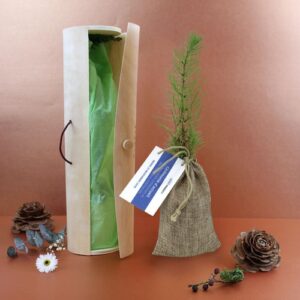 Plant d'arbre tube bois - Résineux