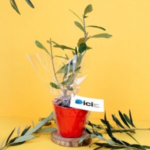 Plant d'arbre pot Bambou Ø10 cm - Prestiges