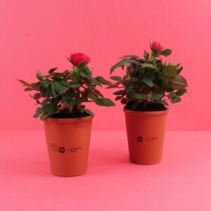 Plante fleurie pot terre cuite Ø7 cm