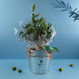 Olivier pot zinc Ø17cm