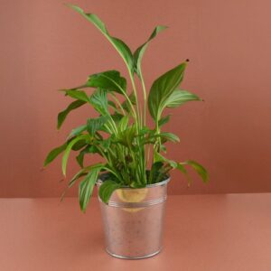 Plante pot zinc Ø13,5 cm