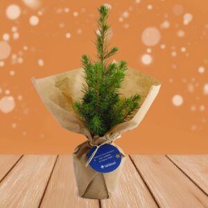 Sapin de Noël
