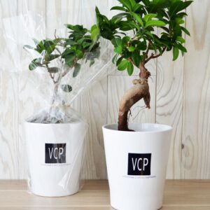Ficus Ginseng pot Ø13,5cm