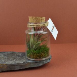 Flacon tillandsia - petit