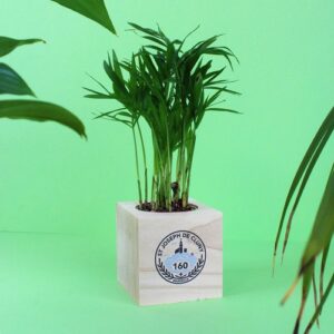 Cube bois plante
