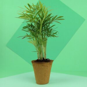 Plante pot fibre de bois