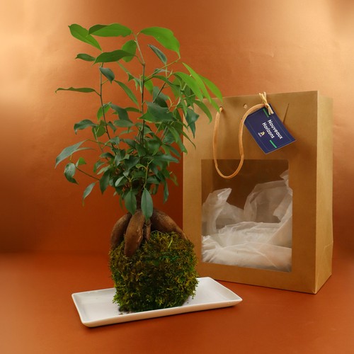 Kokedama